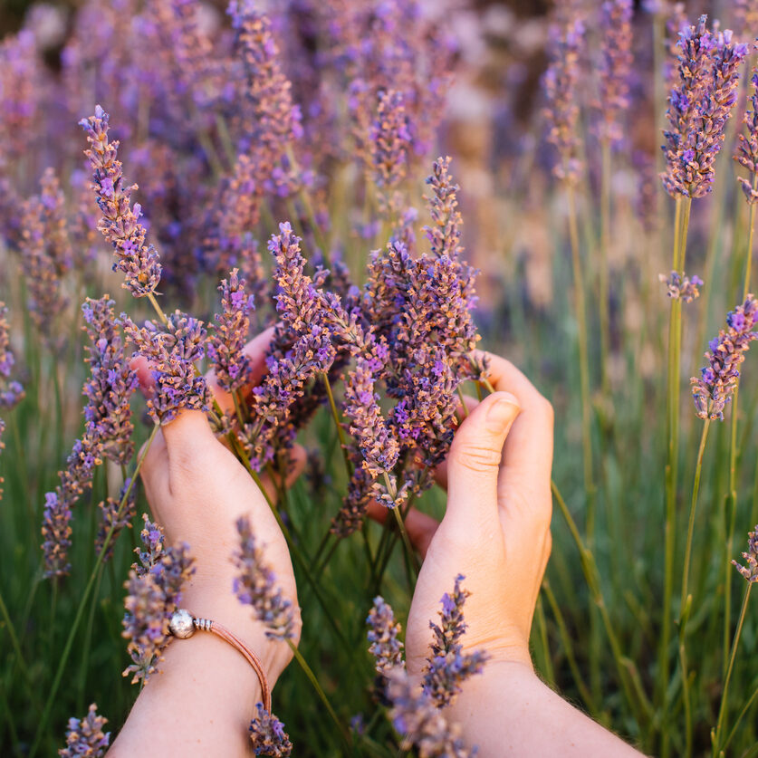 Woman touching blossoming lavender in the lavender field with her hands, first person view, Provence, south France